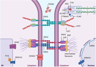 Mechanotransduction and Adrenergic Stimulation in Arrhythmogenic Cardiomyopathy: An Overview of in vitro and in vivo Models